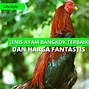 Gambar Sabung Ayam Yang Bagus